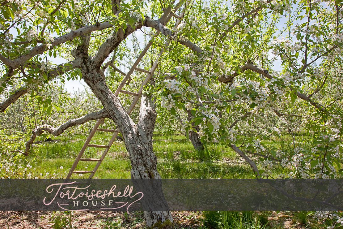 Ladder Orchard